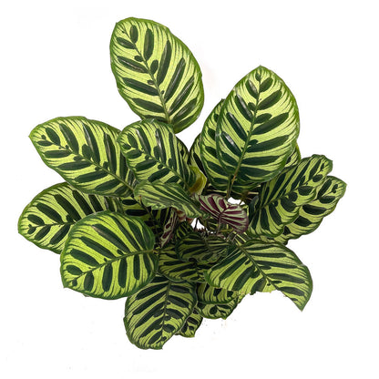 Calathea Makoyana M17 70cm_1