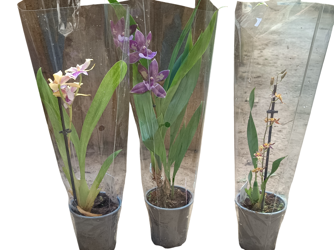 Lote 3 orquideas SURTIDAS - colores aleatorios Ø9 altura 30 cms_0