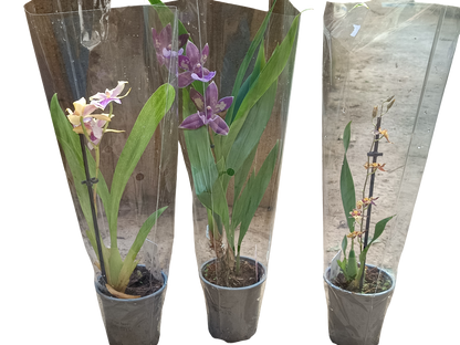 Lote 3 orquideas SURTIDAS - colores aleatorios Ø9 altura 30 cms_0