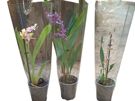 Lote 3 Orquideas Surtidas - Colores Aleatorios Ø9 Altura 30 Cms_0