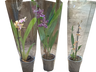 Lote 3 orquideas SURTIDAS - colores aleatorios Ø9 altura 30 cms