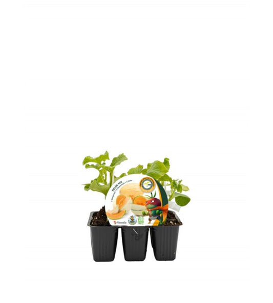 Pack plantones melón mix injertado híbrido natural - Fitoralia_0