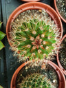 Suculentas Y Cactus Variedad #67 Planta Sin Id