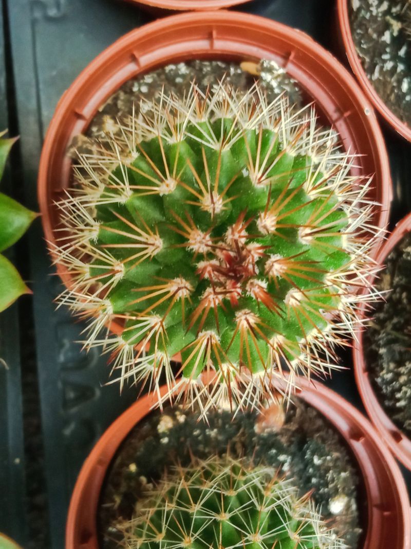 Suculentas Y Cactus Variedad #67 Planta Sin Id_0