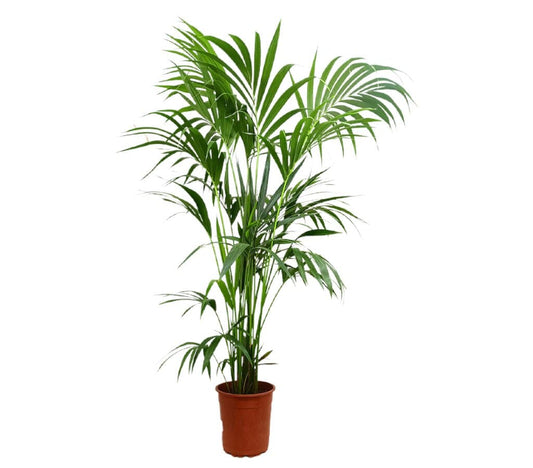 Kentia Forsteriana M25 170-180cm_0