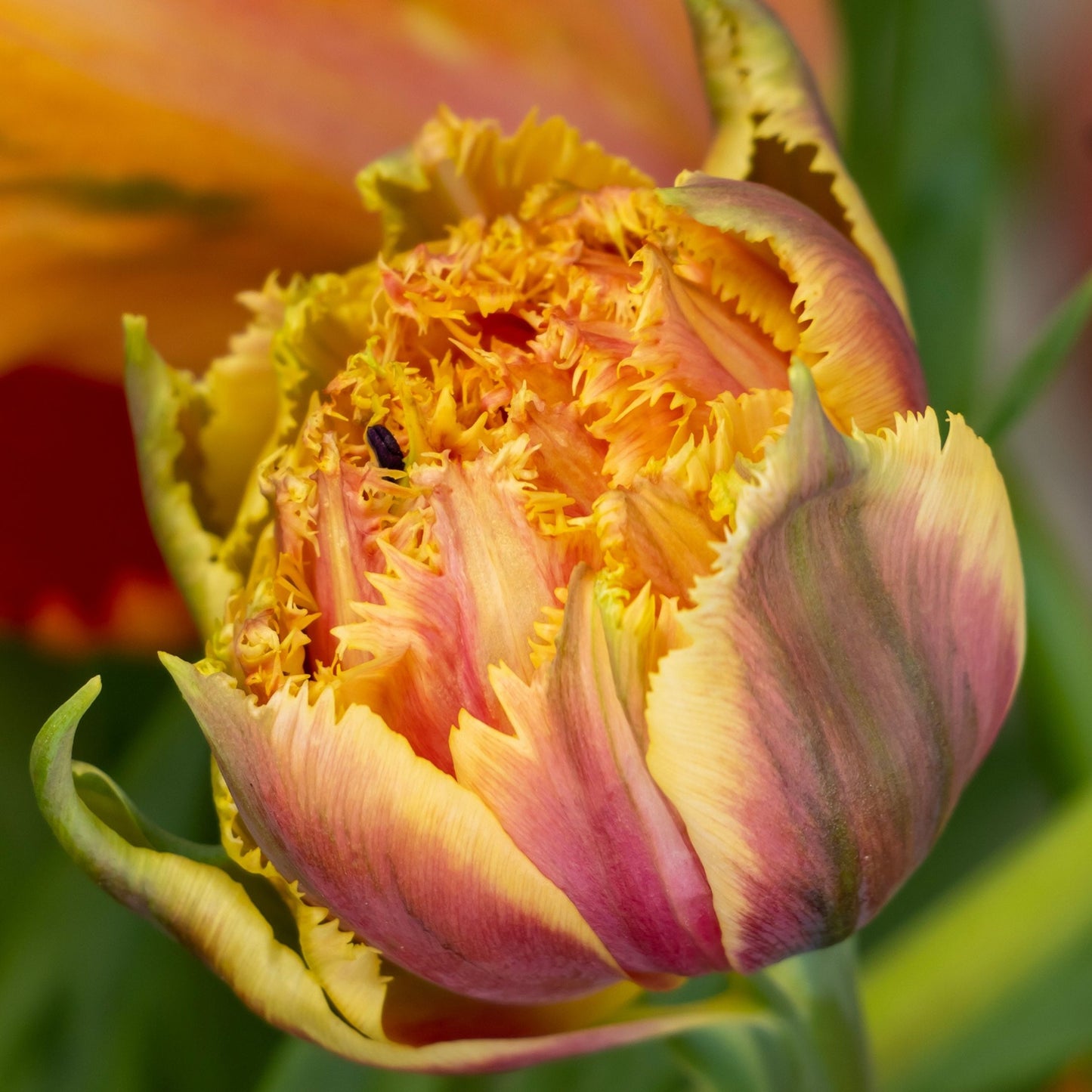 Bulbos De Tulipán - 15 Pzs - Tulipa 'brisbane' - Bulbos De Flores - Rosa