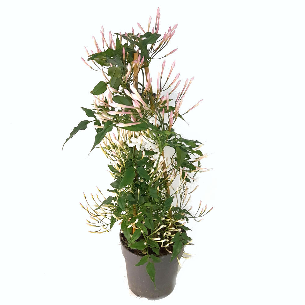 Jazmin Polyanthum Piramide M12 35cm_0