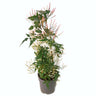 Jazmin Polyanthum Piramide M12 35cm