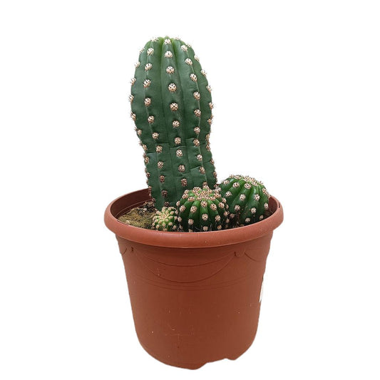 Trichocereus Thelegonus M25_0