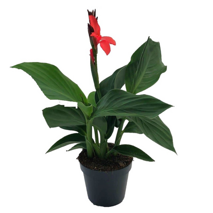Caña De Flores - Canna 'cannova' - Altura 35-45cm - ⌀17cm_0