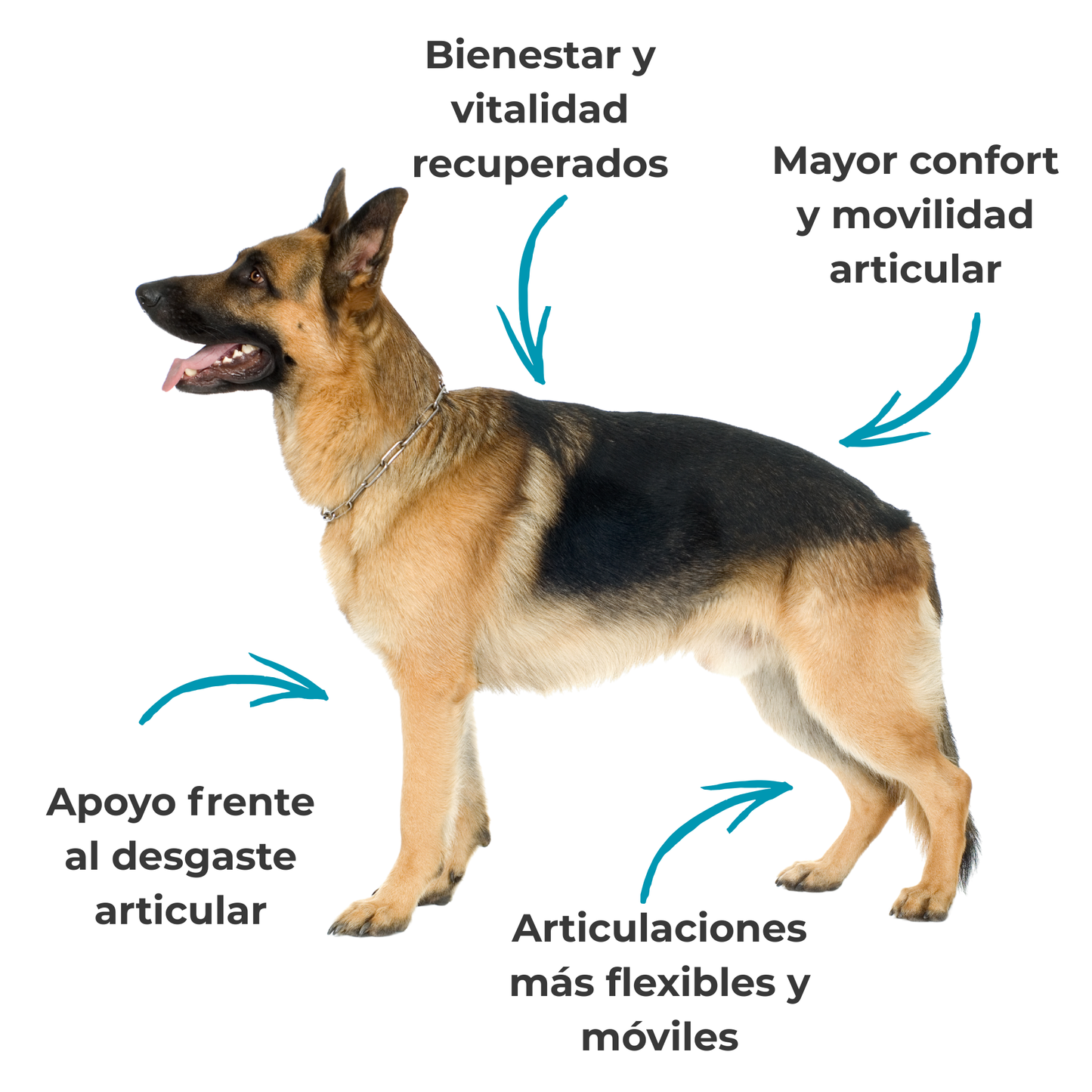 Suplemento natural para la movilidad articular de perros y gatos – Condroprotector 100 g_3