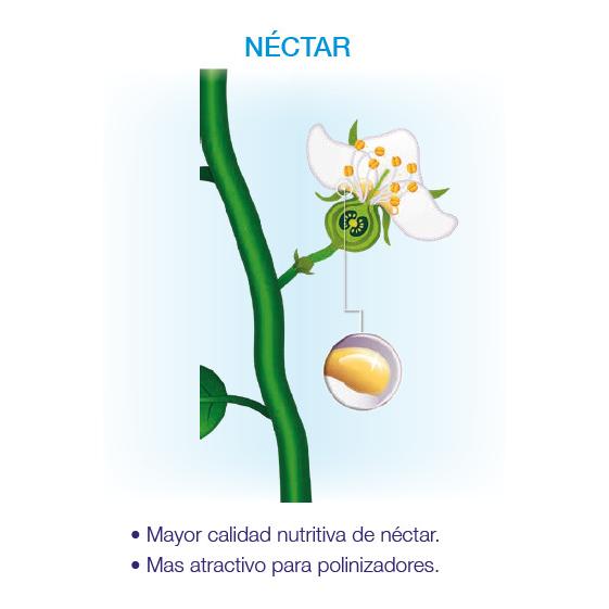 Kynetic4 Bioestimulante Floración y Cuajado Seipasa 250 ml