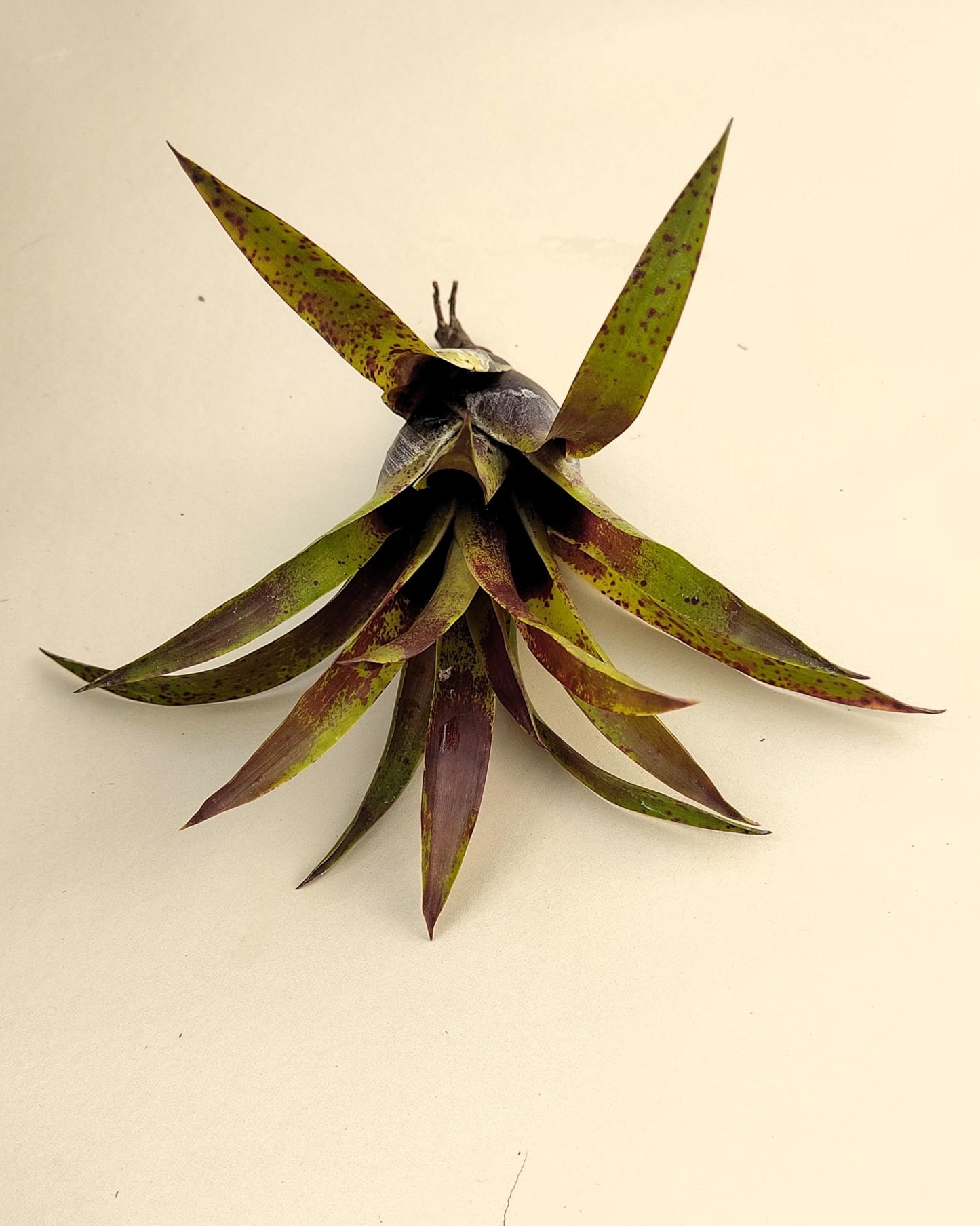 Vriesea lubbersii; bromelia verde y púrpura; Curiosarium; altura 15 cm, diámetro 10 cm_4