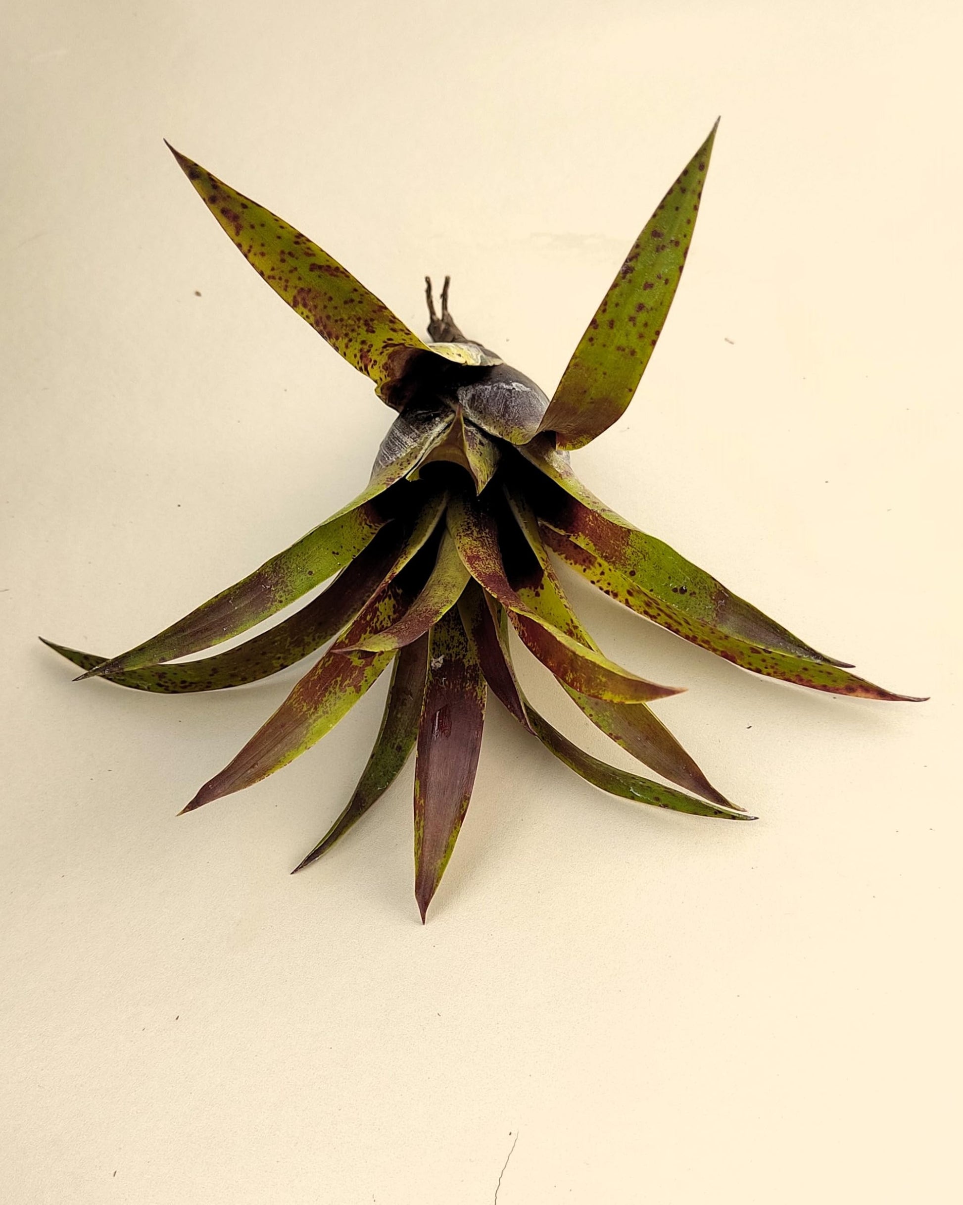 Vriesea lubbersii; bromelia verde y púrpura; Curiosarium; altura 15 cm, diámetro 10 cm_4