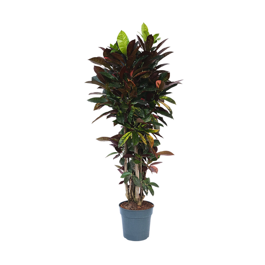Croton - Codiaeum Variegatum 'mrs. Iceton' - Altura 140-150cm - ⌀31cm_0