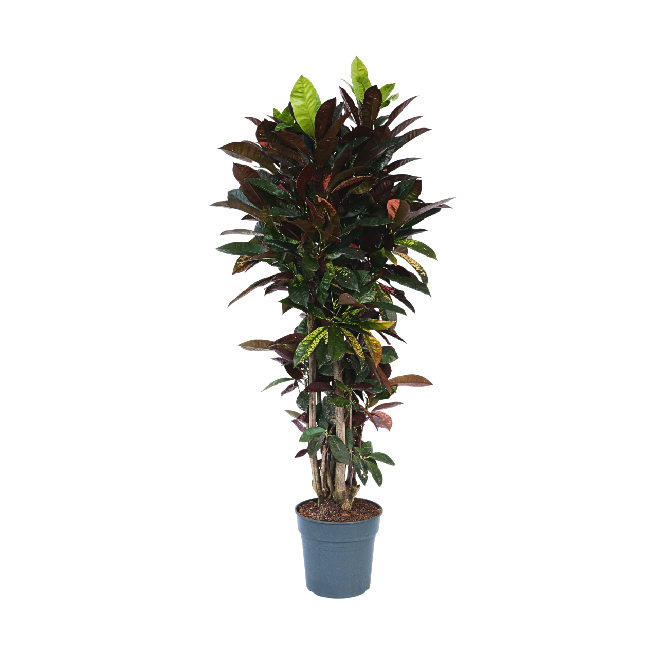 Croton - Codiaeum Variegatum 'mrs. Iceton' - Altura 140-150cm - ⌀31cm