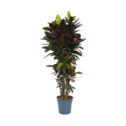 Croton - Codiaeum Variegatum 'mrs. Iceton' - Altura 140-150cm - ⌀31cm
