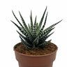 Haworthiopsis Attenuata Cactus Y Suculentas M8,5 cm Ø