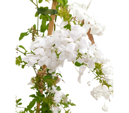 Plumbago Blanco M20 90-100 Cm_1