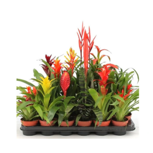 Bromelia Variada M9 (unidad)_0