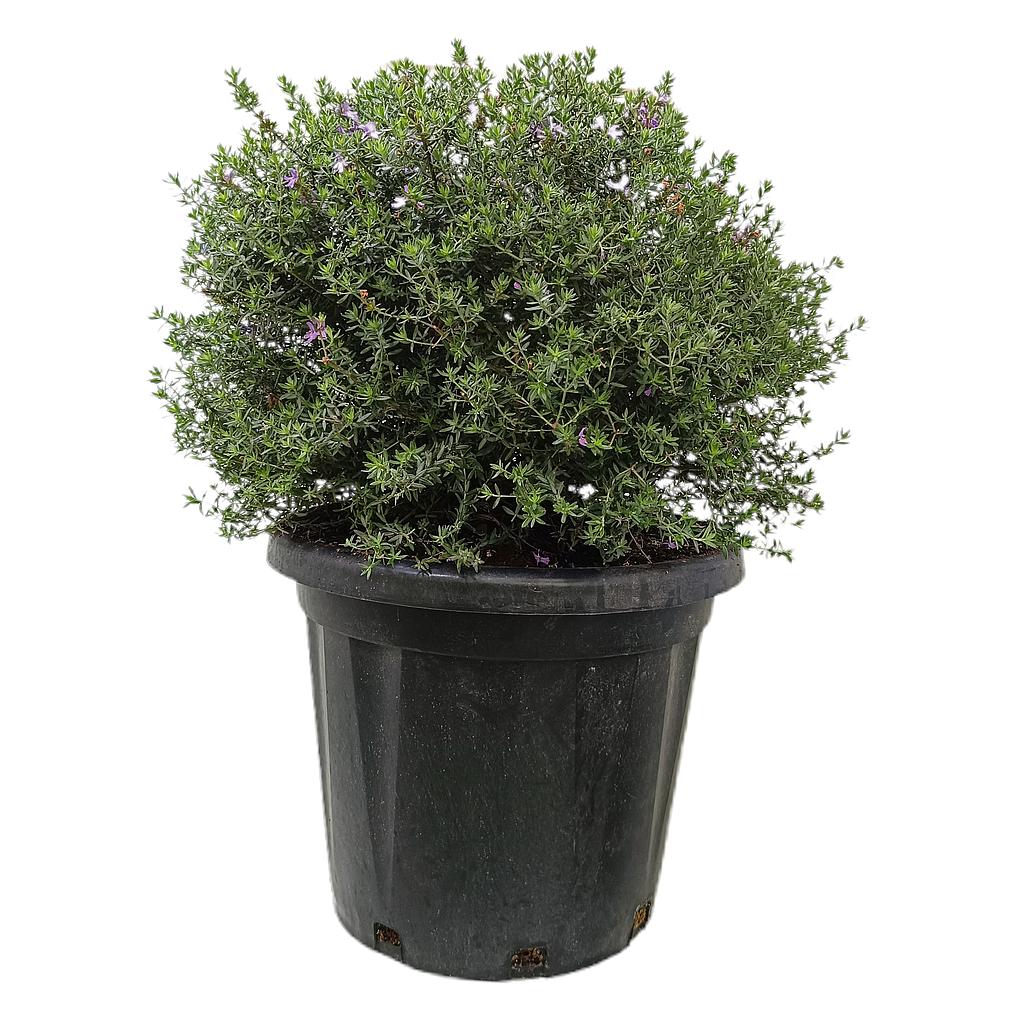 Westringia Longifolia M35 60cm