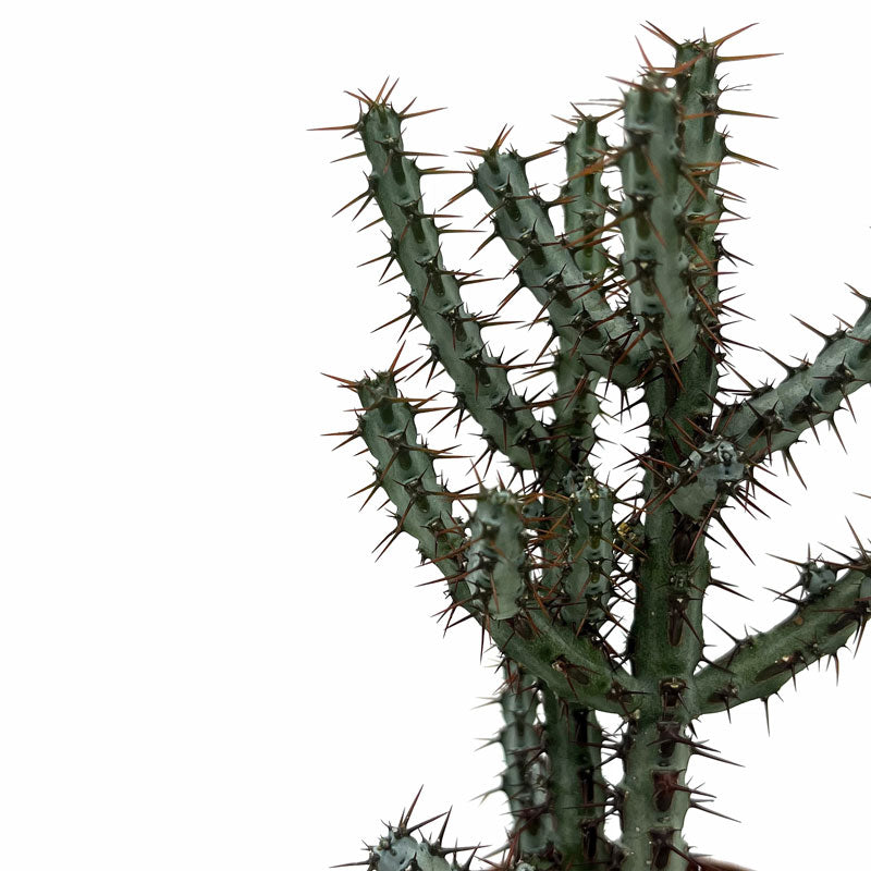 Euphorbia Aeruginosa Cactus Y Suculentas M8,5 cm Ø_2