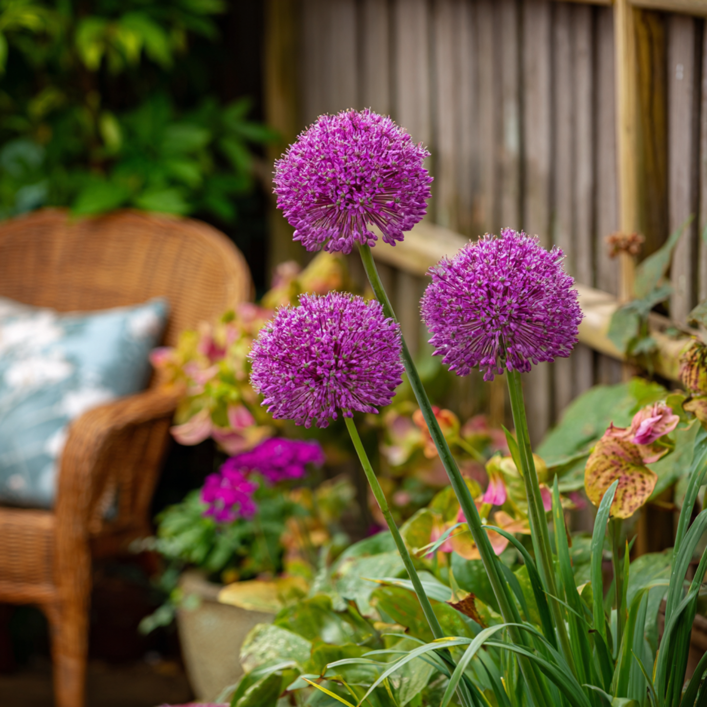 Allium Morado - 3 Pzs - Allium 'millenium' - Bulbos De Flores - Púrpura_4