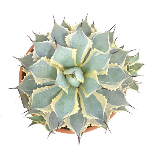 Agave Potatorum Ice Scream T30 50cm_0
