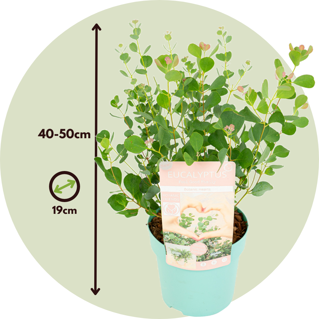 Eucalipto - 2 Pzs - Eucalyptus 'botanic Hearts' - Altura 40-50cm - ⌀15cm_2