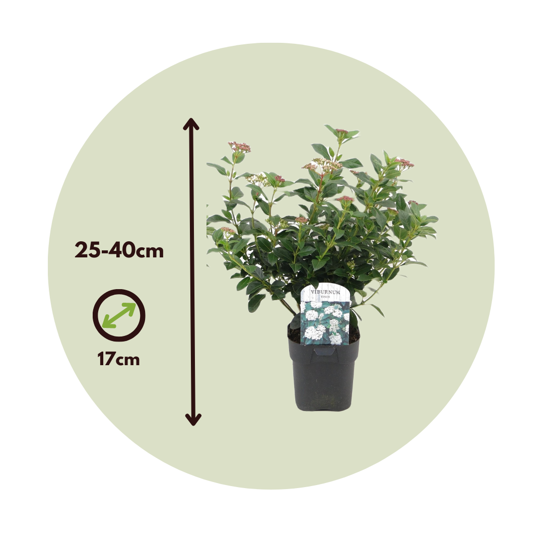 Durillo - 4 Pzs - Viburnum Tinus - Altura 25-40cm - ⌀17cm_2