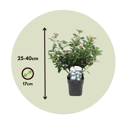 Durillo - 4 Pzs - Viburnum Tinus - Altura 25-40cm - ⌀17cm_2