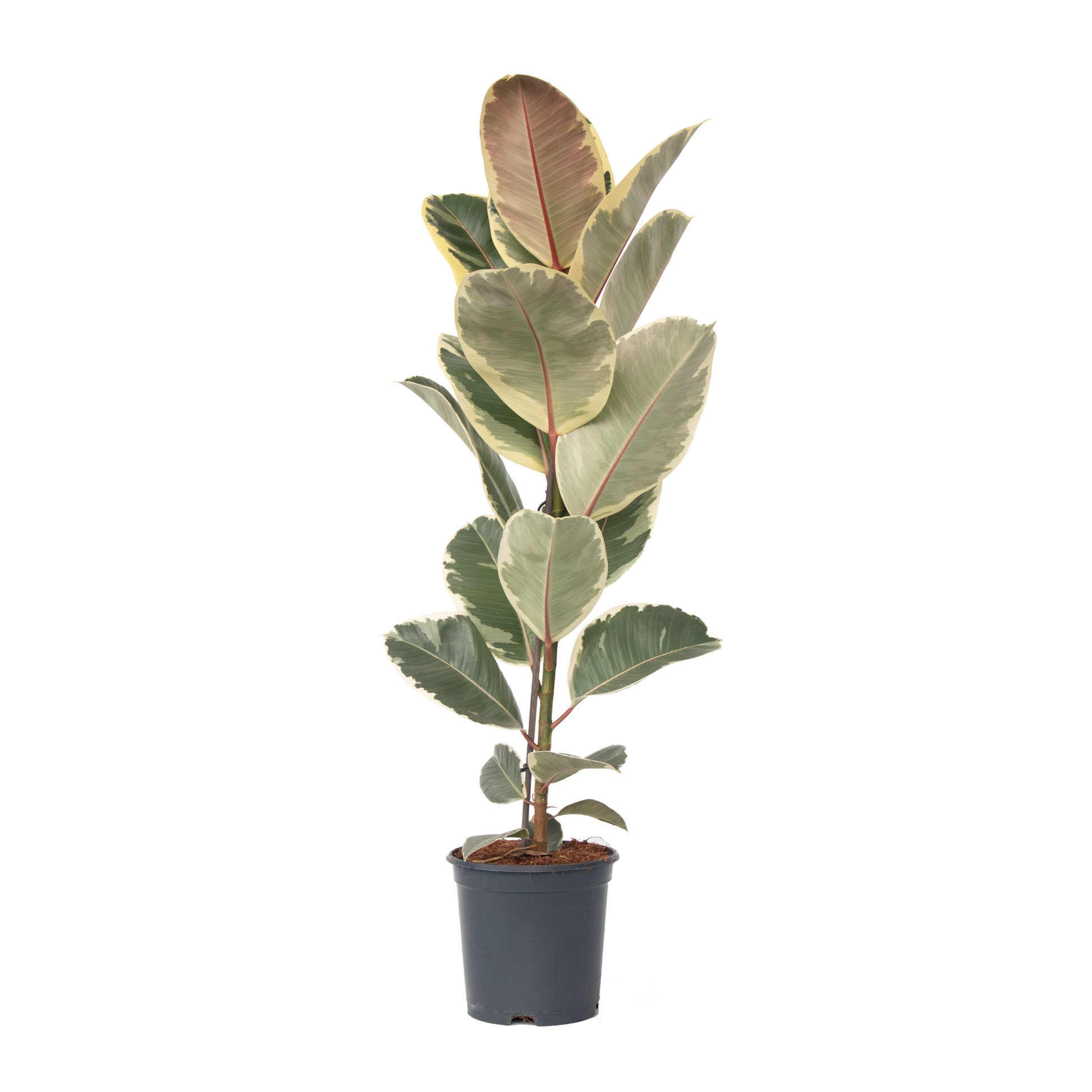 Higuera Cauchera - Ficus Elastica 'tineke' - Altura 75-100cm - ⌀24cm