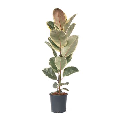 Higuera Cauchera - Ficus Elastica 'tineke' - Altura 75-100cm - ⌀24cm