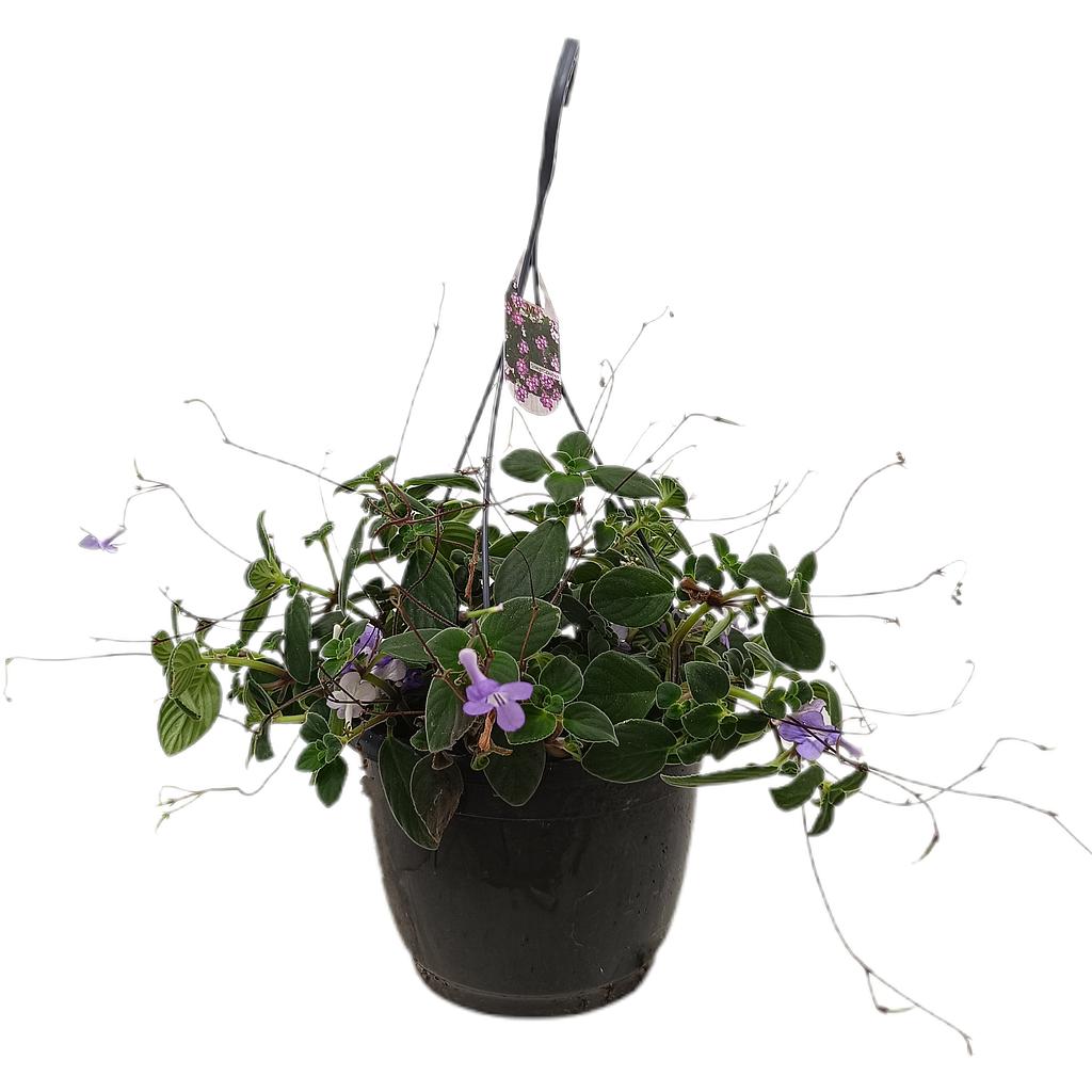 Streptocarpus M23_0