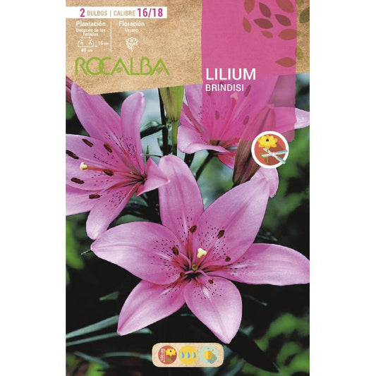 Bulbo Lilium Brindisi Rosa suave 2 unidades