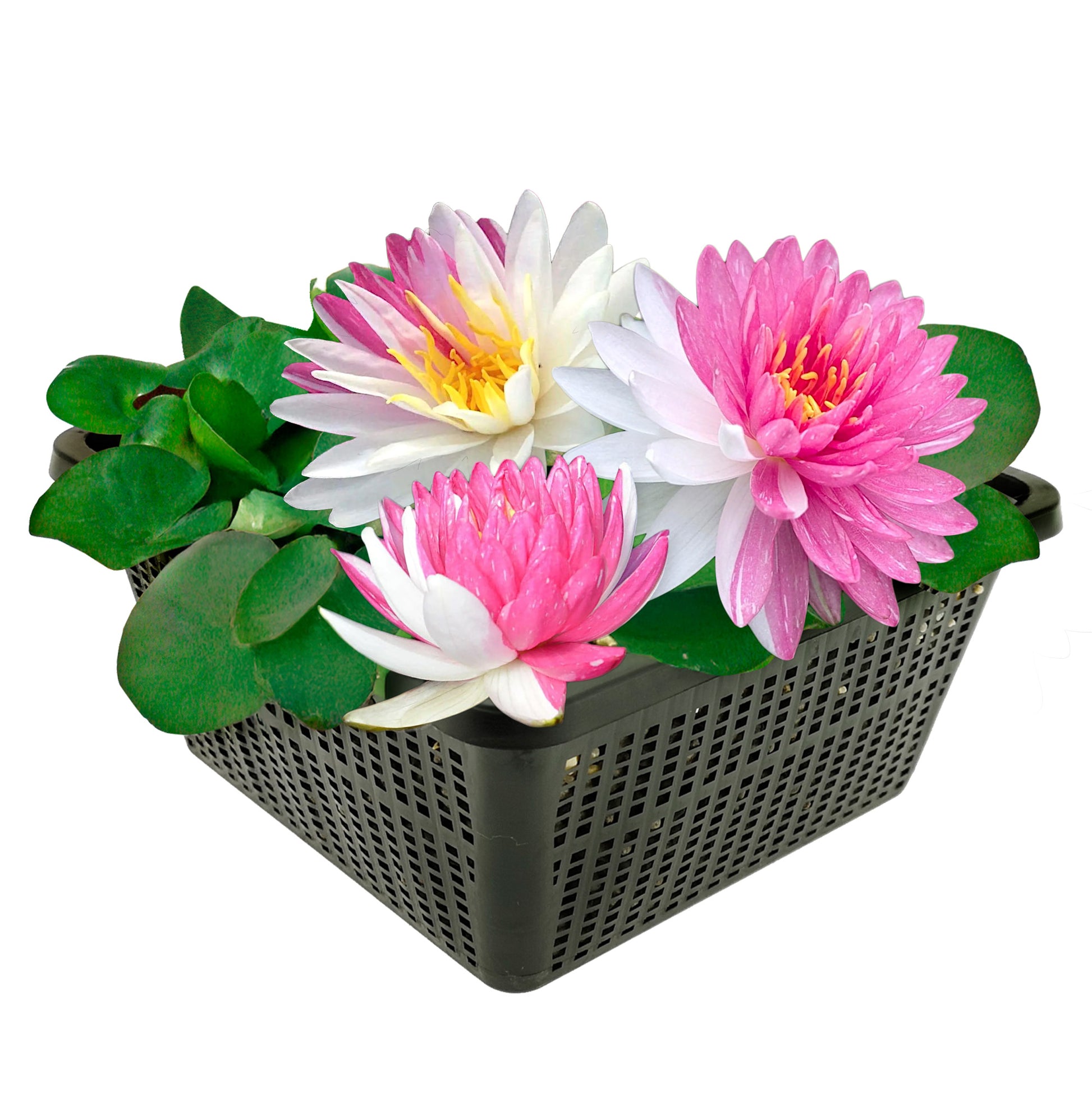 Nymphaea Fairytale Nenúfar Estanque - Floración - Resistente - Con Cesta_0