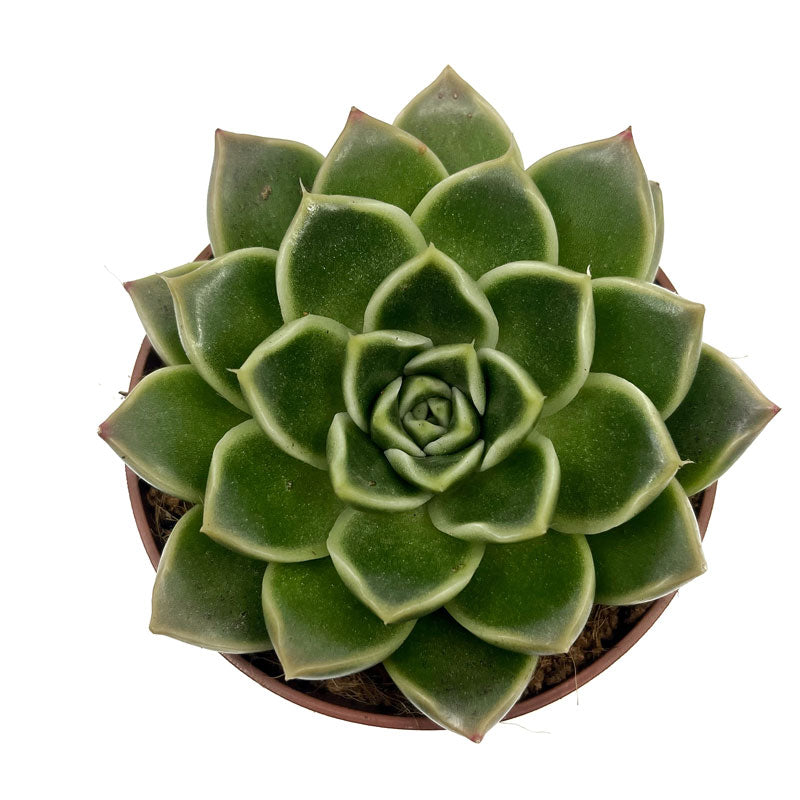 Echeveria Anubis Cactus Y Suculentas M8,5 cm Ø_1
