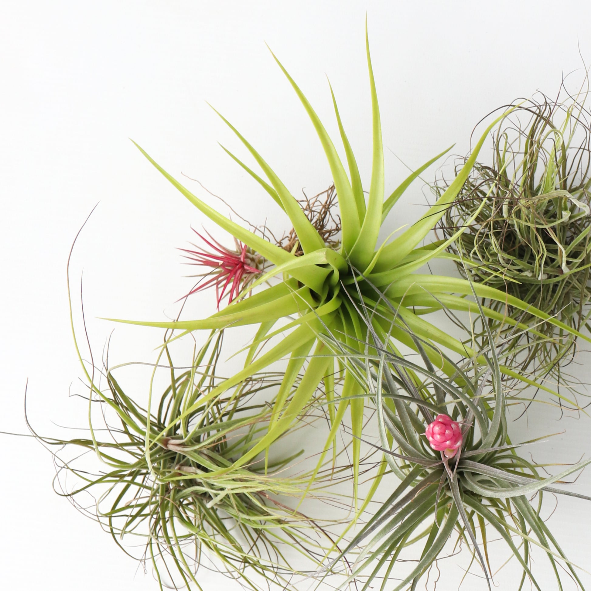 Claveles De Aire - 5 Pzs - Tillandsia - Altura 5-15cm - ⌀5cm