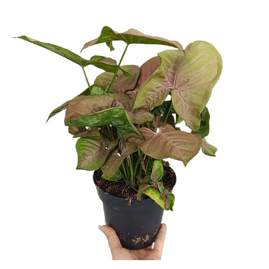 Syngonium Red Heart M14_0