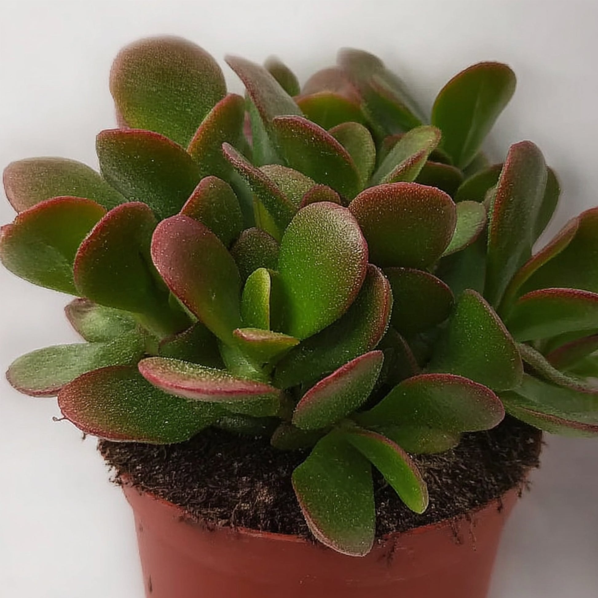 Árbol De Jade - Set 2 - Crassula Ovata 'sunset' - Altura 15-20cm - ⌀12cm