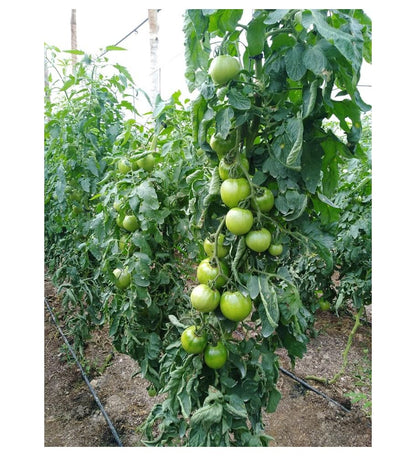 Plantón Tomate Robin F1 (10 Unidades)_1