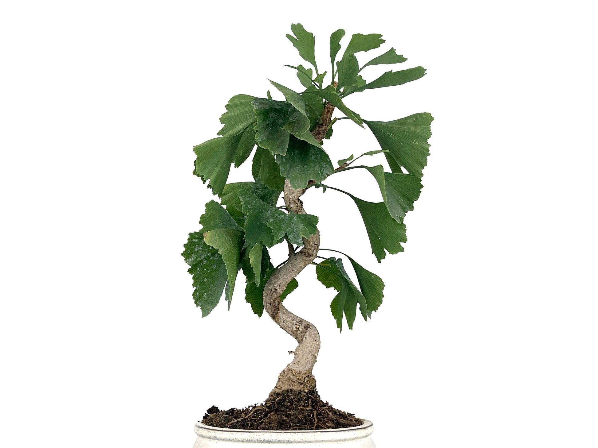 Bonsái Ginkgo Biloba 8 Años