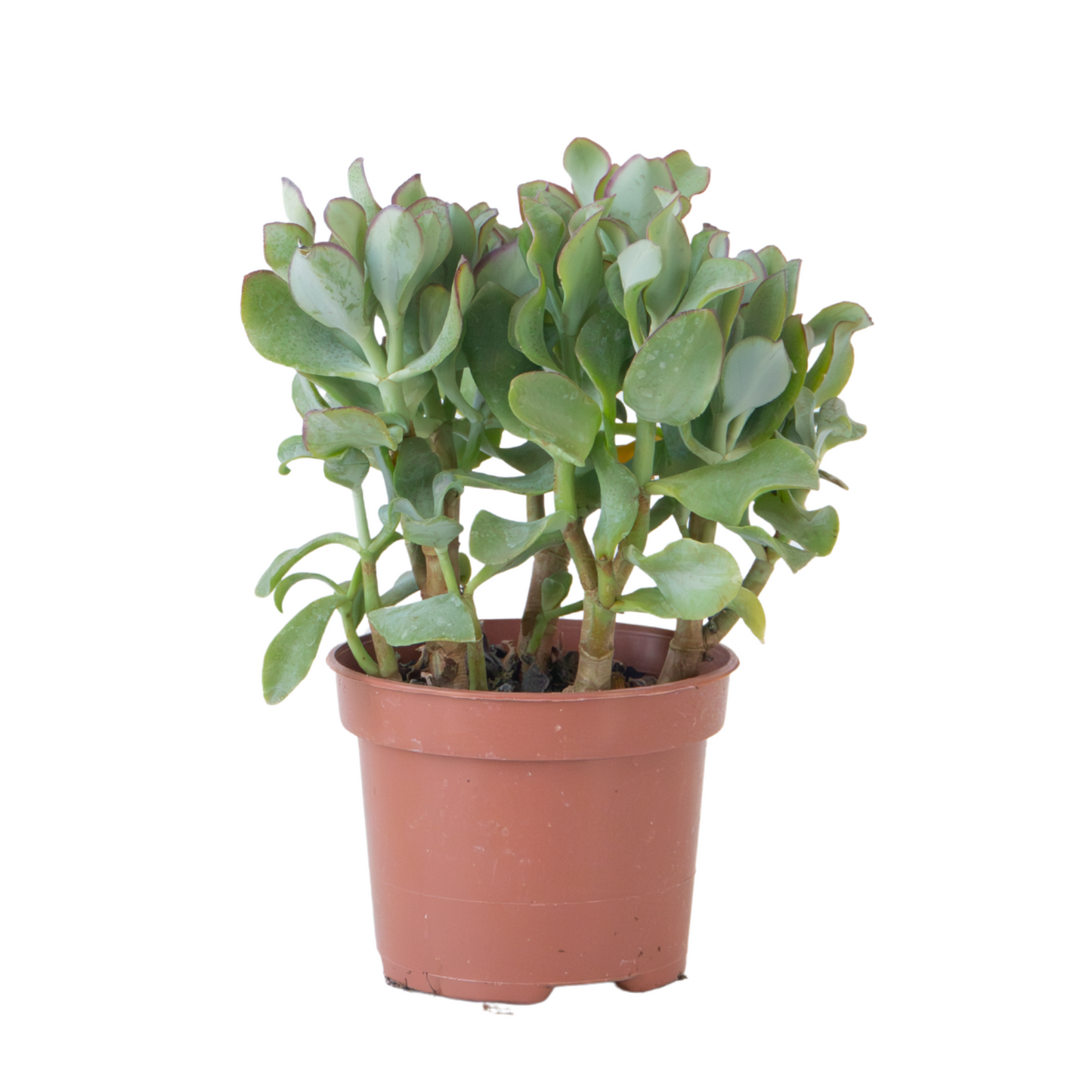 Planta De Jade - Crassula Arborescens 'curly' - Altura 15-25 Cm - Maceta 12 Cm