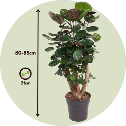 Aràlia De Fabian - Polyscias 'fabian' - Altura 80-85cm - ⌀21cm_2