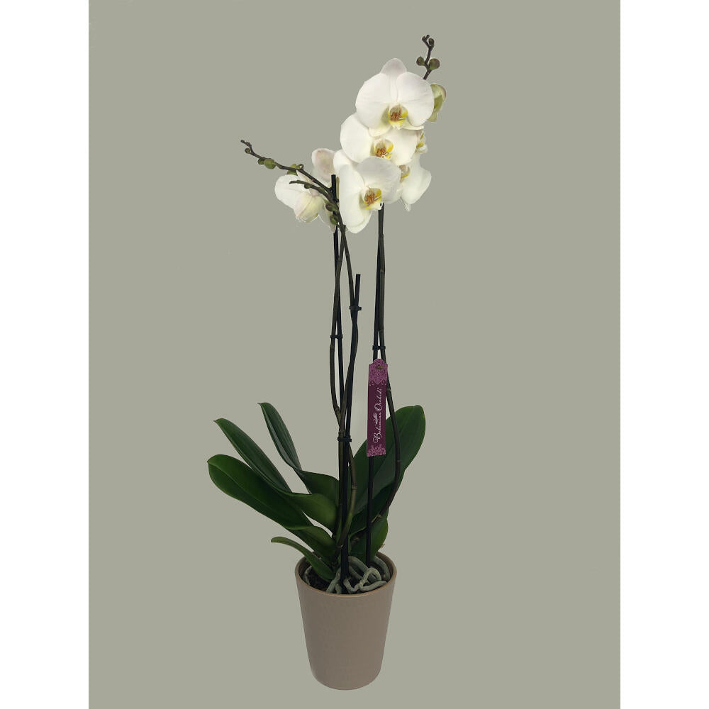 Orquidea Phalaenopsis London 2/3 Tallos M12 70cm