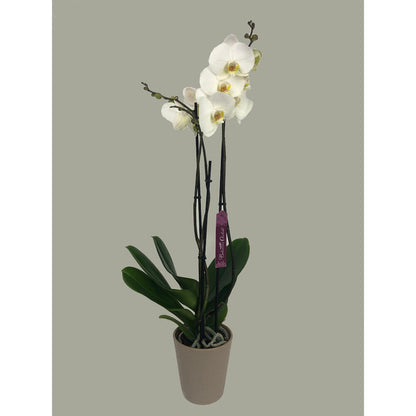 Orquidea Phalaenopsis London 2/3 Tallos M12 70cm
