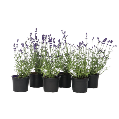 Lavanda - 36 Pzs - Lavandula Angustifolia - Altura 10-15cm - ⌀105cm