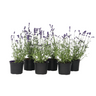 Lavanda - 6 Pzs - Lavandula Angustifolia - Altura 10-15cm - ⌀105cm