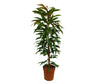 Ficus Amstel King M21 100cm