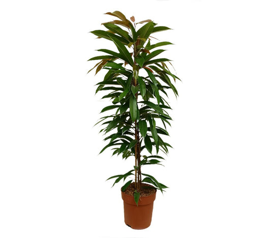 Ficus Amstel King M21 100cm_0